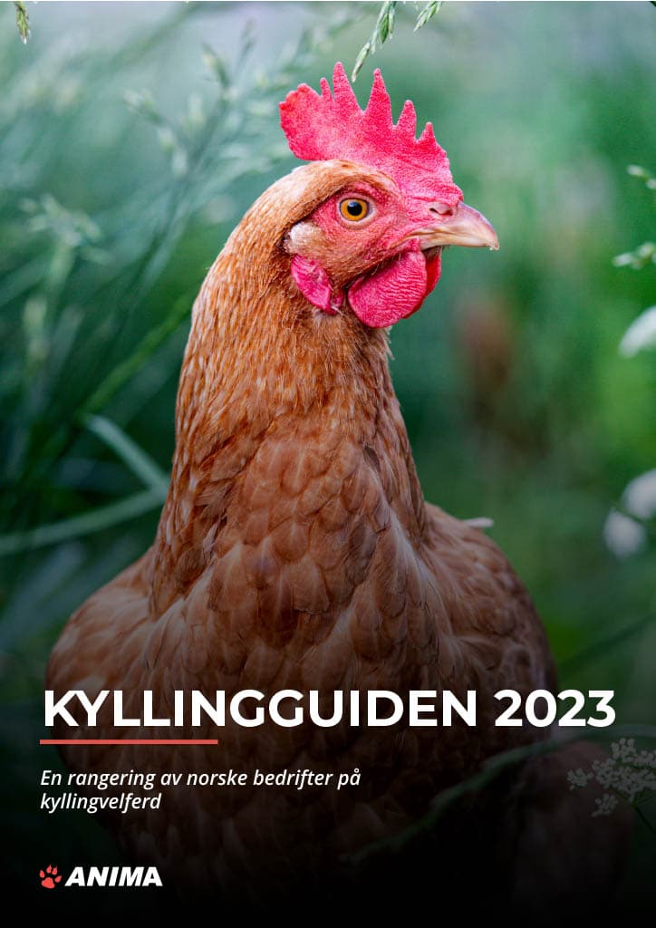 Kyllingguiden 2023